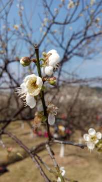 白梅花