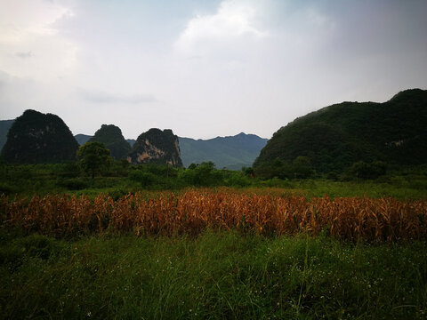 田野