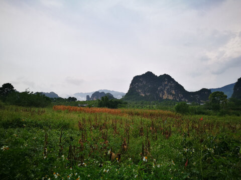 田野