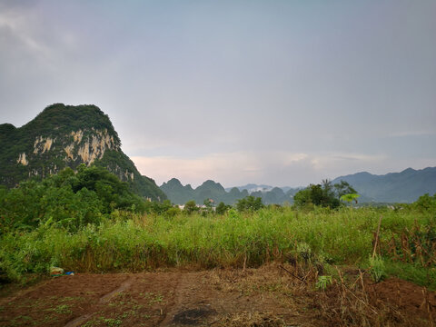 田野