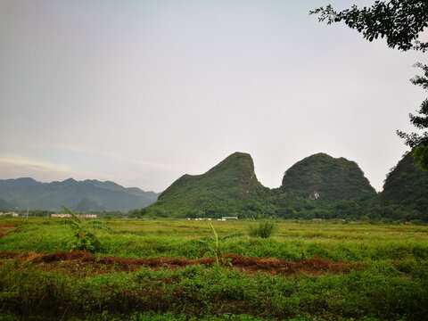 田野