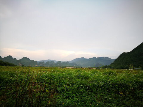 田野