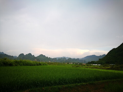 田野