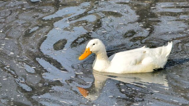 水塘里的鸭子