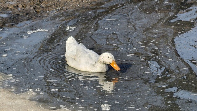 水塘里的鸭子
