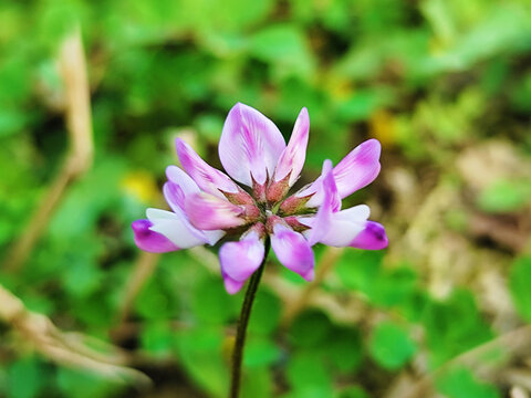 紫云樱花卉