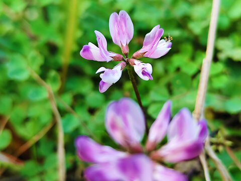 紫云樱花卉