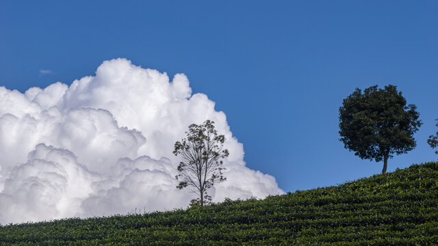 云和树茶山