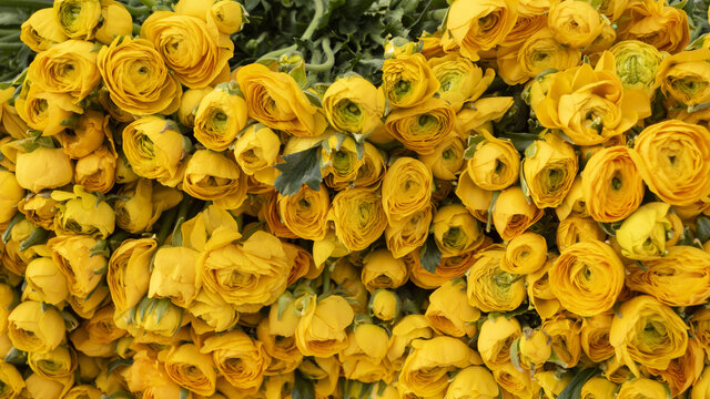 黄玫瑰花斗南花卉市场