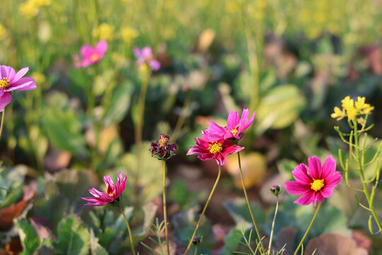 格桑花