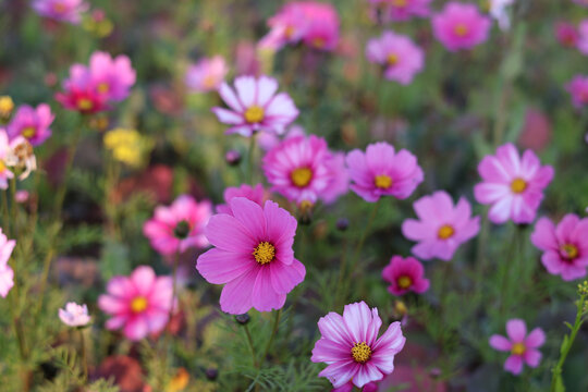 格桑花