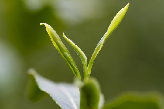 新鲜的嫩茶叶茶芽孢