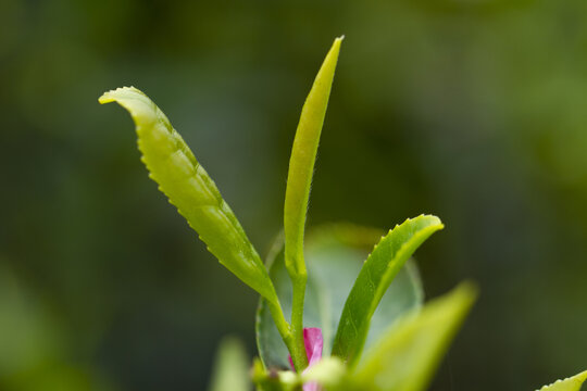 新鲜的嫩茶叶茶芽孢