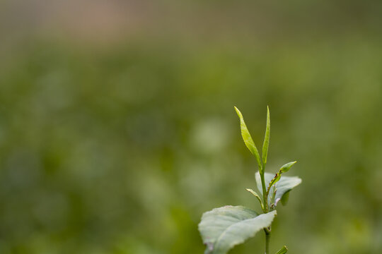 新鲜的嫩茶叶茶芽孢