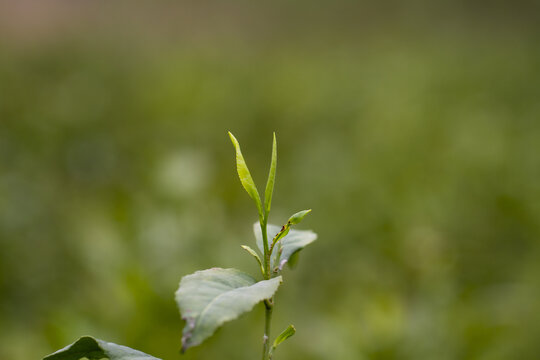 新鲜的嫩茶叶茶芽孢