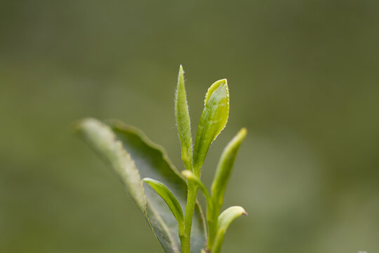 新鲜的嫩茶叶茶芽孢