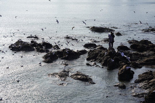 青岛喂海鸥