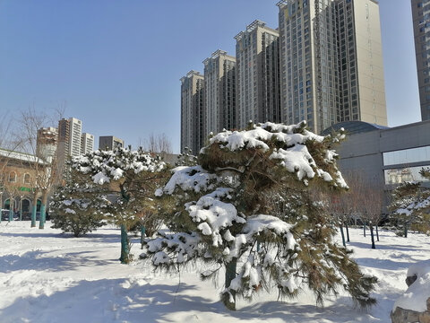 积雪的松枝