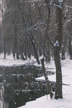 冬雪