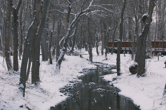 雪景