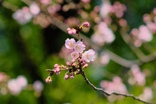 樱花