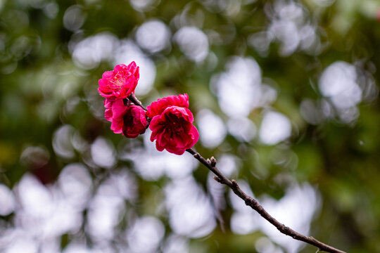 桃花盛开