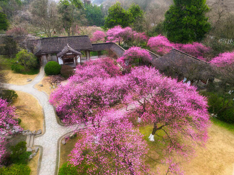 植物园红梅花开