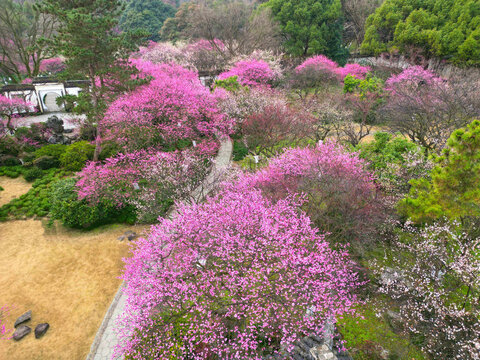 植物园红梅花开