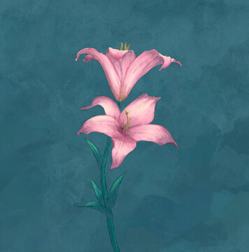 插畫百合花