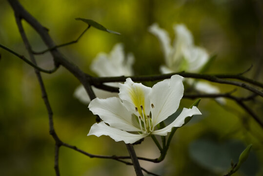 白紫荆花
