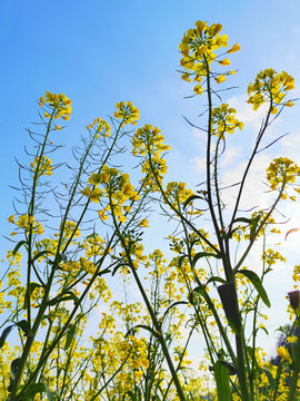 田园油菜花