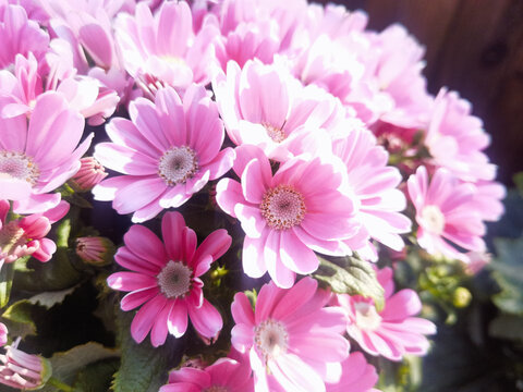 粉色瓜叶菊花朵