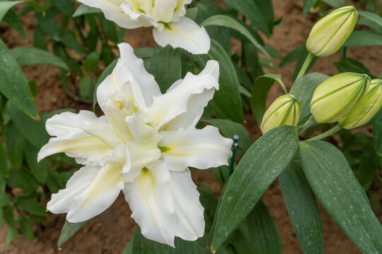 盛开的百合花