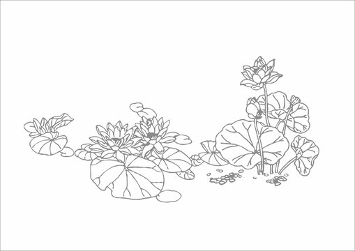 蓮花荷花