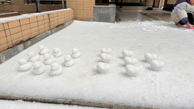 雪地动物