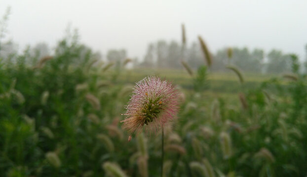 狗尾巴草