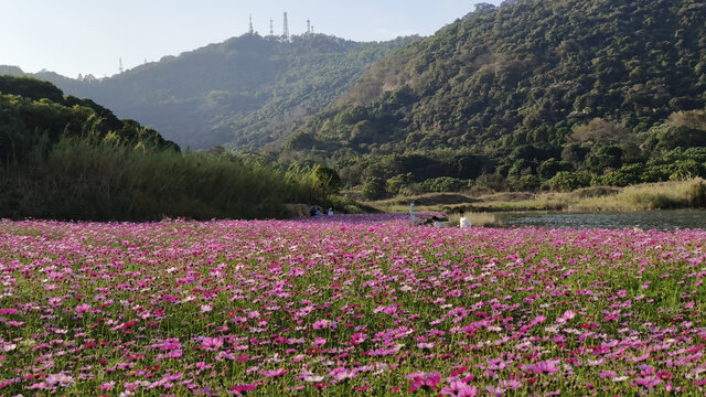 广州黄山鲁森林公园花田