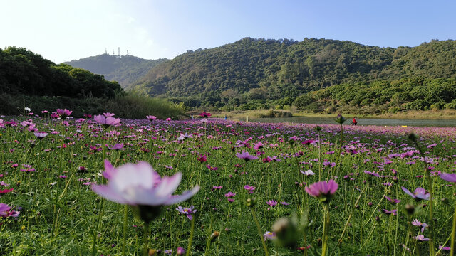 广州黄山鲁森林公园花田