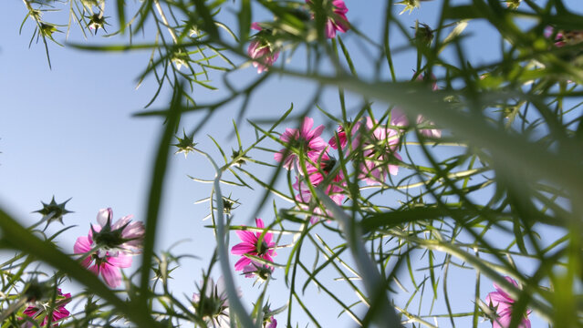 广州黄山鲁森林公园波斯菊