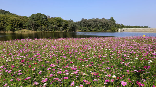 广州黄山鲁森林公园花田