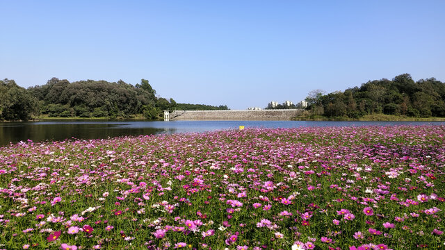 广州黄山鲁森林公园波斯菊