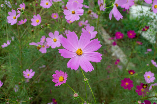 格桑花