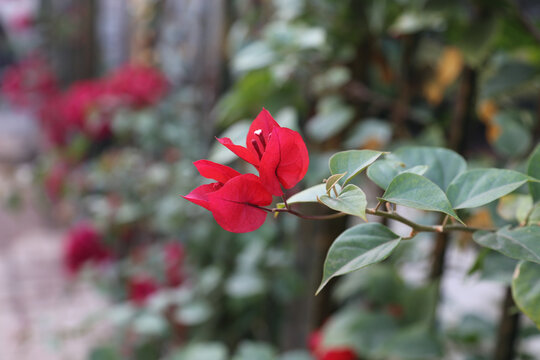 叶子花三角花杜鹃花