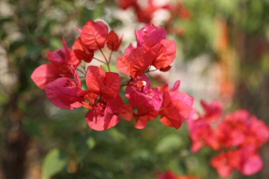 叶子花杜鹃花三角花