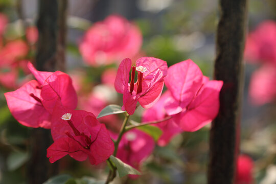 叶子花杜鹃花三角花