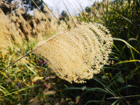 芭茅草狗尾巴草