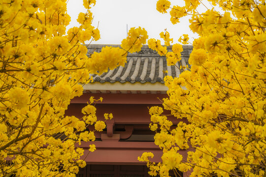 光孝寺内的黄花风铃木