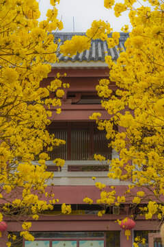 光孝寺内的黄花风铃木