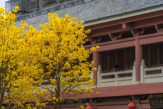 光孝寺内的黄花风铃木