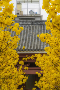 光孝寺内的黄花风铃木